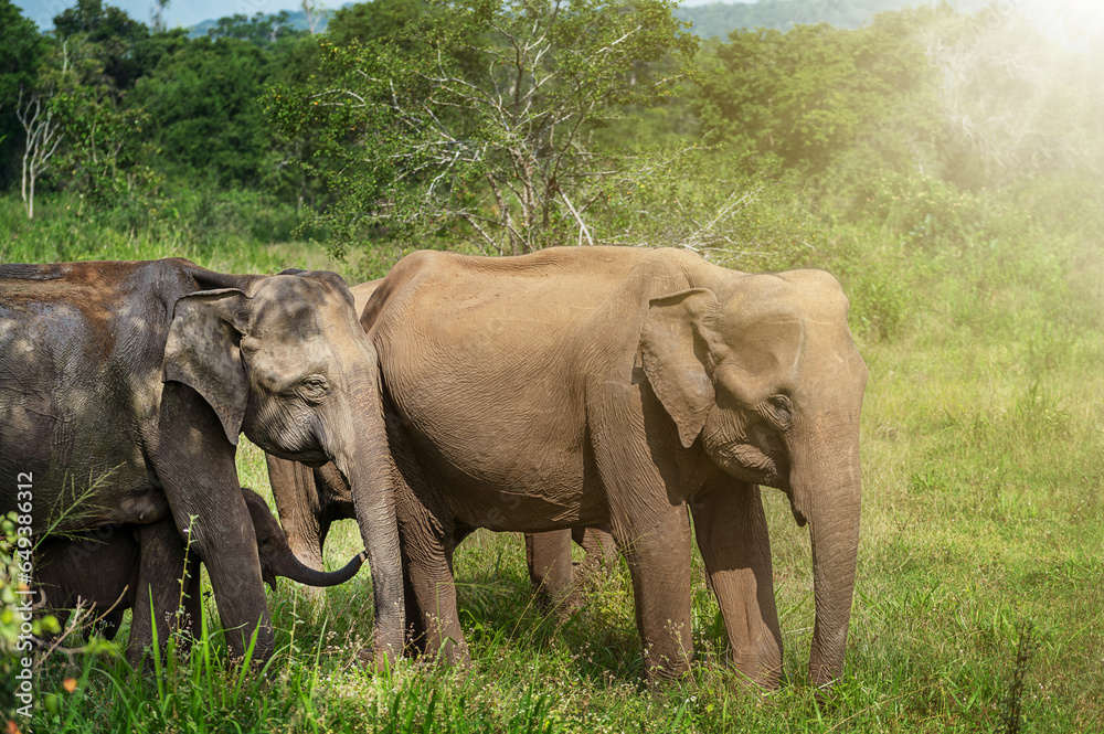 Asian elephants. Elephant mum, dad and baby walk in the jungle. Thailand animals. Elephant family