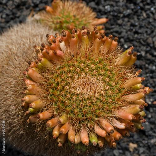 Close-up with cactus at the Cactus Garden in Lanzarote in Spain