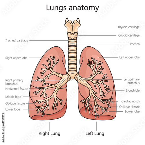 Lung anatomy structure scheme diagram schematic vector illustration. Medical science educational illustration