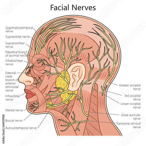 Human Facial nerve structure scheme diagram schematic vector illustration. Medical science educational illustration