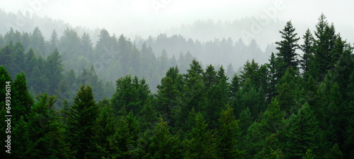 Rainy Lush Green Pine Tree Forest Forrest in Wilderness Mountains © Lane Erickson