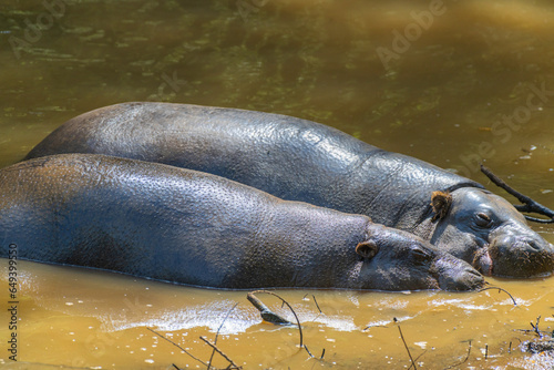dos hipopotamos en el agua