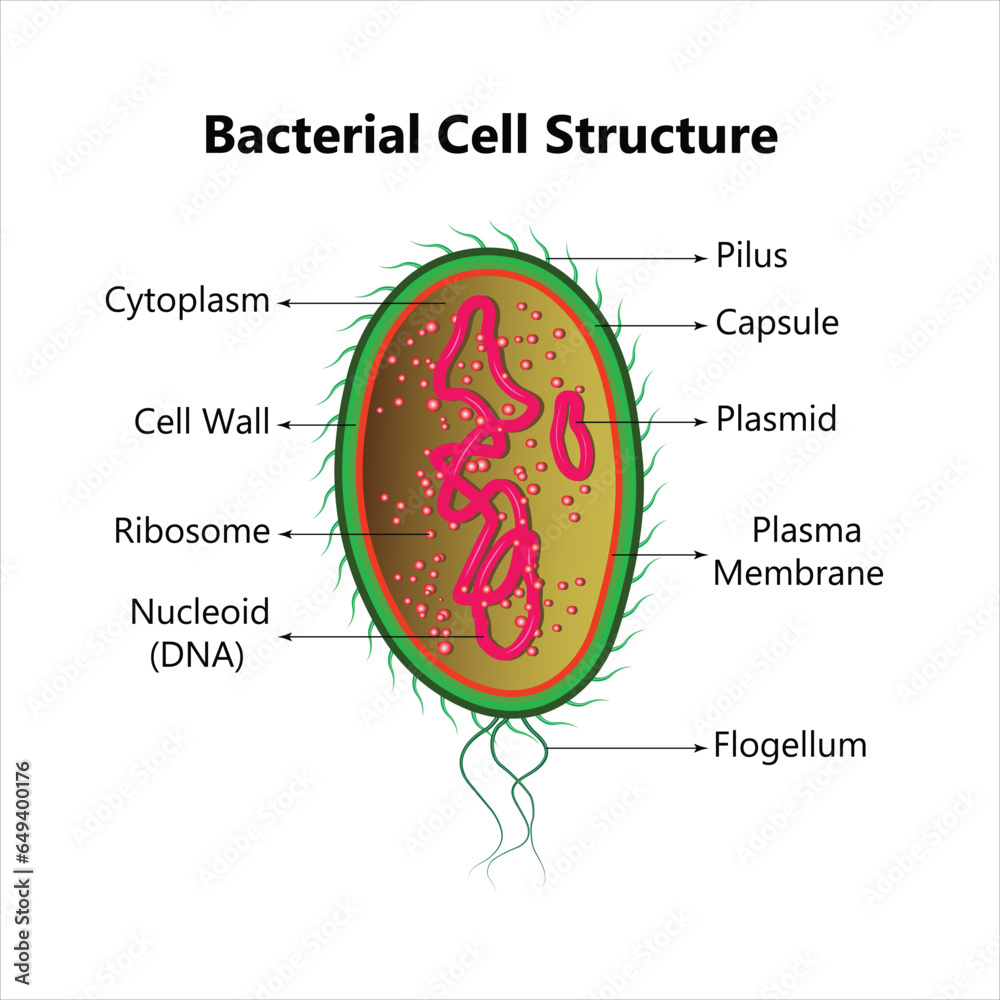 Bacterial cell anatomy labeling structures on a bacillus cell with ...