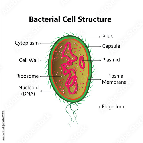 Bacterial cell anatomy labeling structures on a bacillus cell with nucleoid DNA and ribosomes. External structures include the capsule, pili, and flagellum.