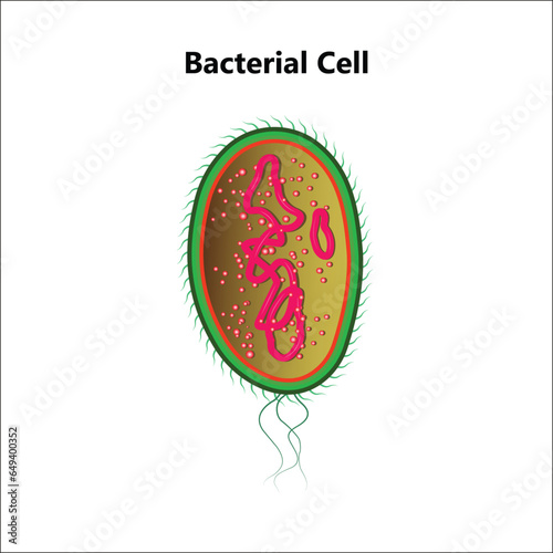 Bacterial cell anatomy labeling structures on a bacillus cell with nucleoid DNA and ribosomes. External structures include the capsule, pili, and flagellum.