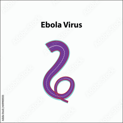 The Structure of Ebola Virus Anatomy
