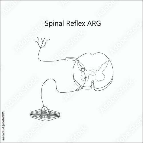 Vector spinal reflex arg vector illustration