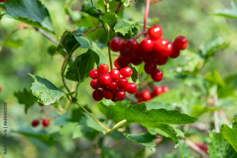 Selective focus on clusters of ripe viburnum berries on branches.