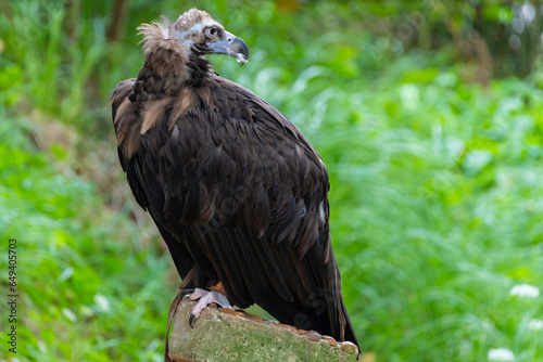 buitre negro posado en una madera