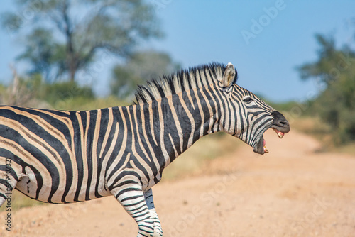 zebra showing its teeth