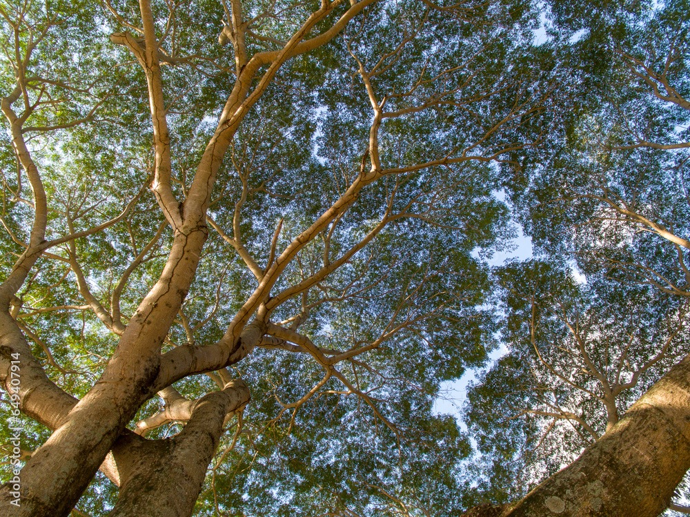 Fototapeta premium tree and sky