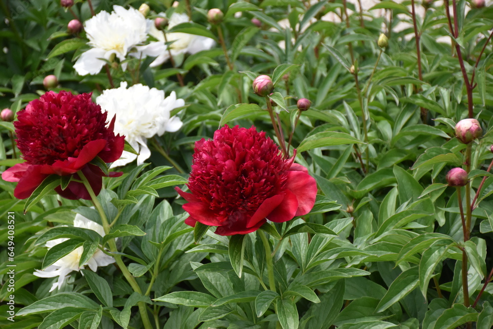 red and white peony flower red and white peony flower