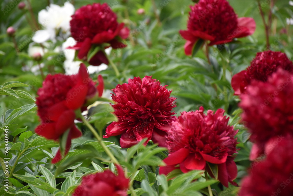 red peony flowers in the garden red peony flowers in the garden