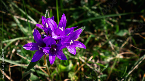 Conceptual botanical background. Panoramic image of wild bluebell in the foreground with the dark background out of focus.
