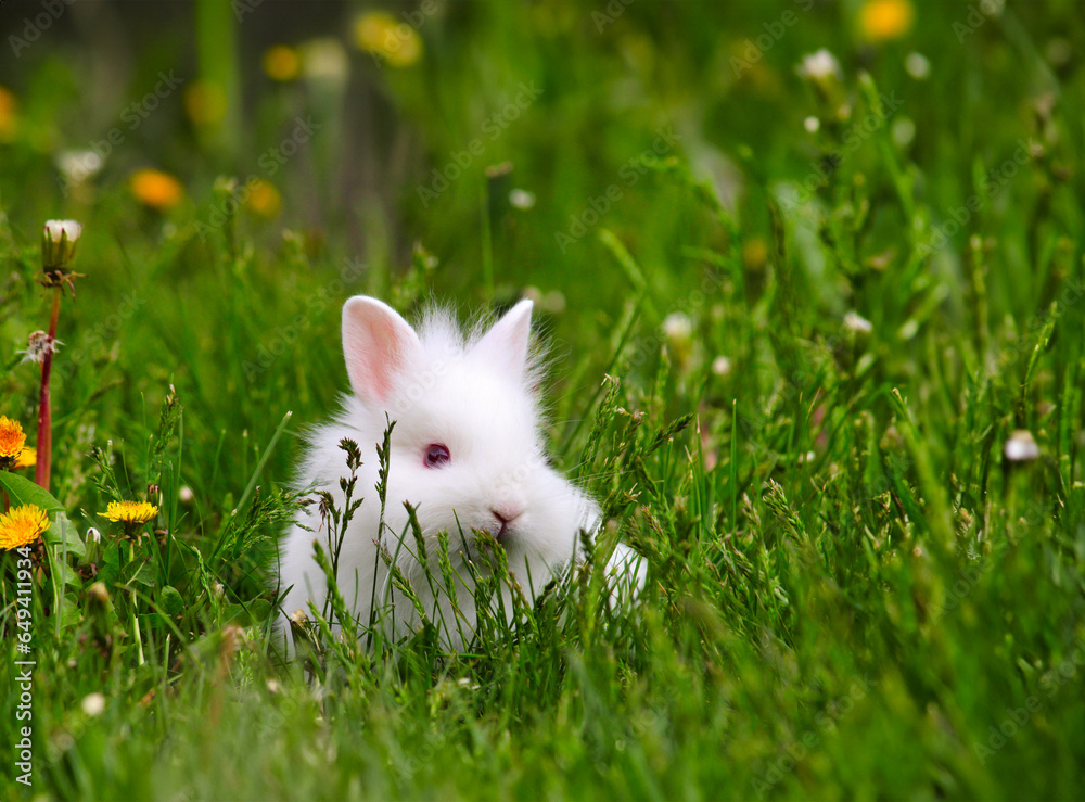 dwarf white bunny in green grass nature dwarf white bunny in green grass nature