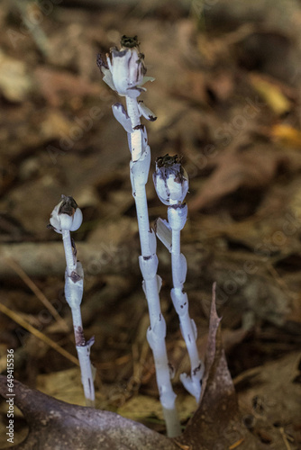 Ghost pipes, unusual plants which lack chlorophyll.