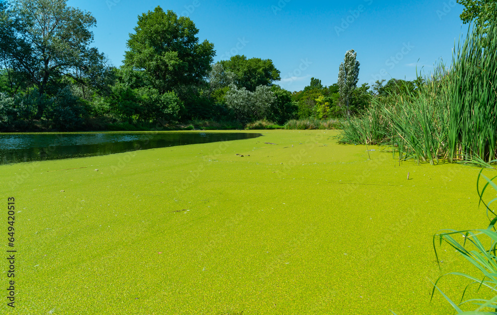 Obraz premium Aquatic plants floating on the surface of the water Pistia stratiotes among duckweed and Wolffia