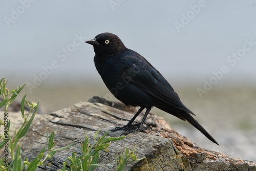 blackbird on the ground © Abdul
