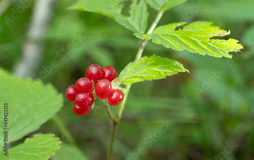 Red ripe stoneberry on the branch in the forest. photo