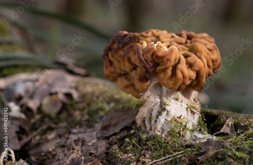 Spring Mushroom growing in the forest on a mossy tree,(Gyromitra).