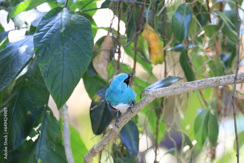 blue bird on a branch