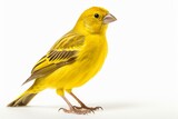 Realistic full-body image of a canary against a white backdrop. Generative AI