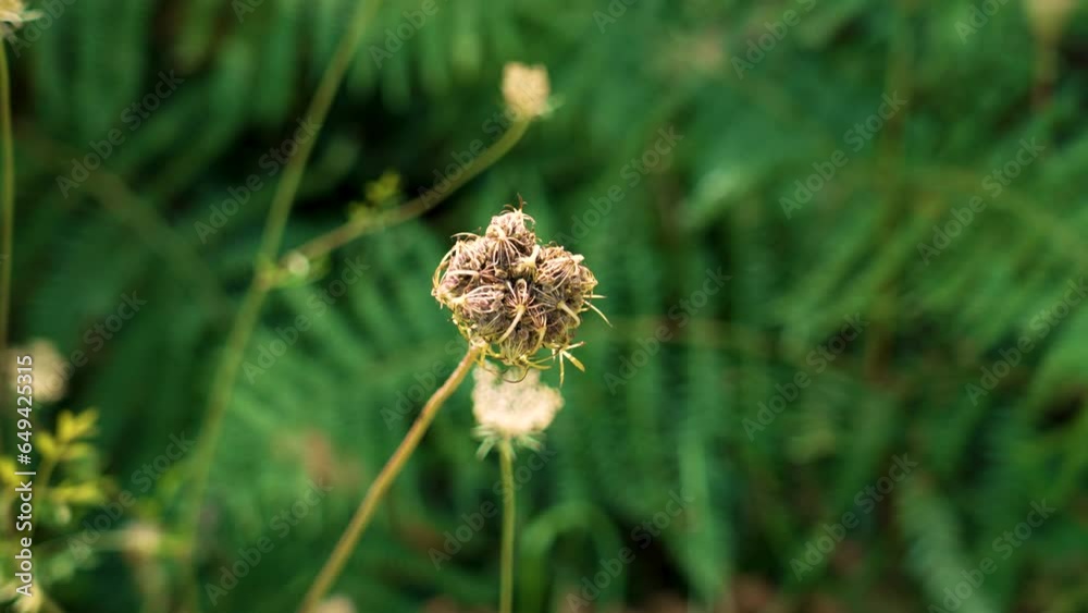 Wild Carrot (Daucus carota) closed flower on a green fern background close up Wild Carrot (Daucus carota) closed flower on a green fern background close up