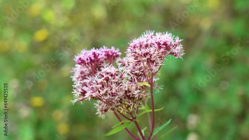 Blossoming wild hemp agrimony (Eupatorium cannabinum) pink flower close up in wildlife photo