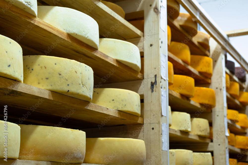 Round cheese heads in the cheese factory lie on the shelves of the