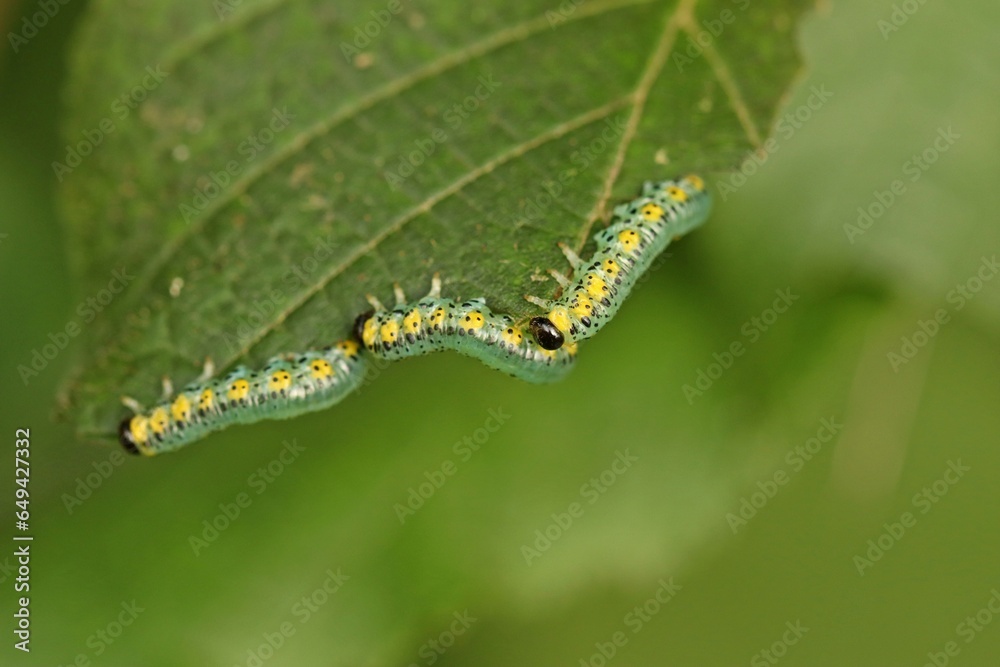 Blattwespenlarven (Tenthredinidae) an Gemeiner Hasel (Corylus avellana)