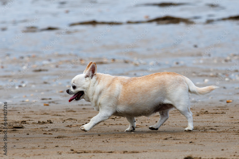 Chihuahua on the beach
