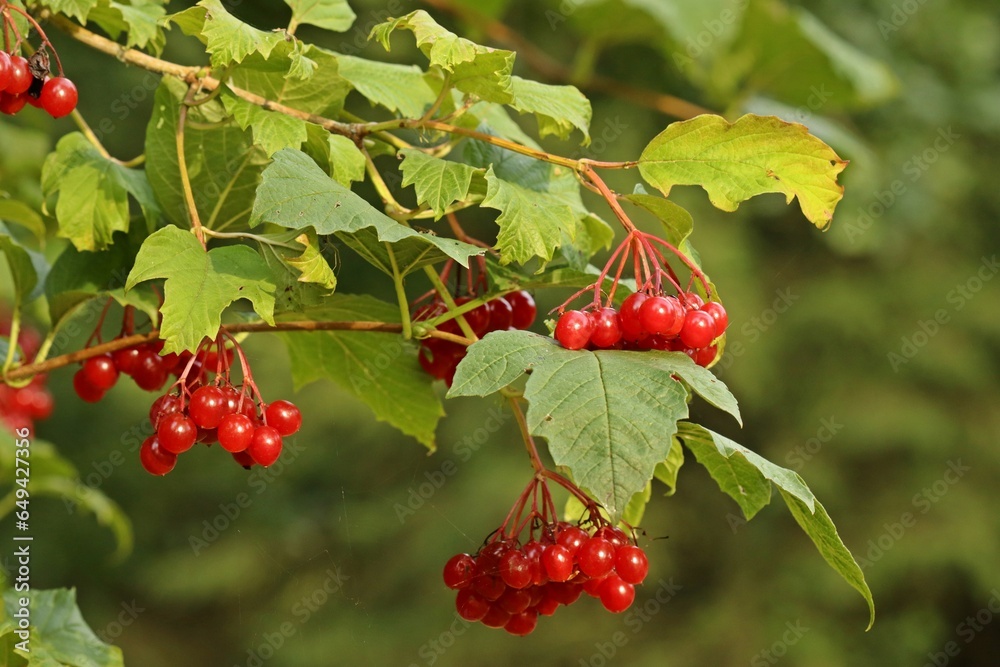 Obraz premium Früchte des Gemeinen Schneeballs (Viburnum opulus).