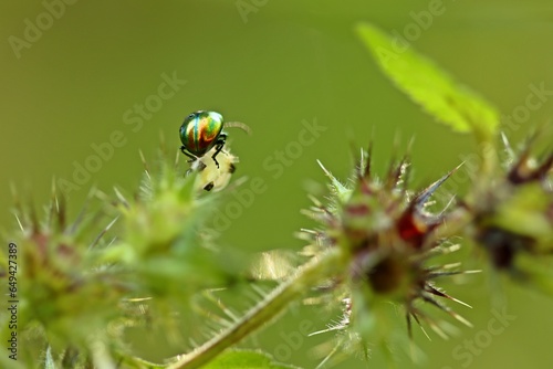 Prächtiger Blattkäfer (Chrysolina fastuosa) an Gemeinem Hohlzahn (Galeopsis tetrahit) © Schmutzler-Schaub