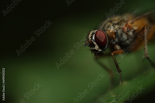 Eye-Catching Fly on Leaf © Paini