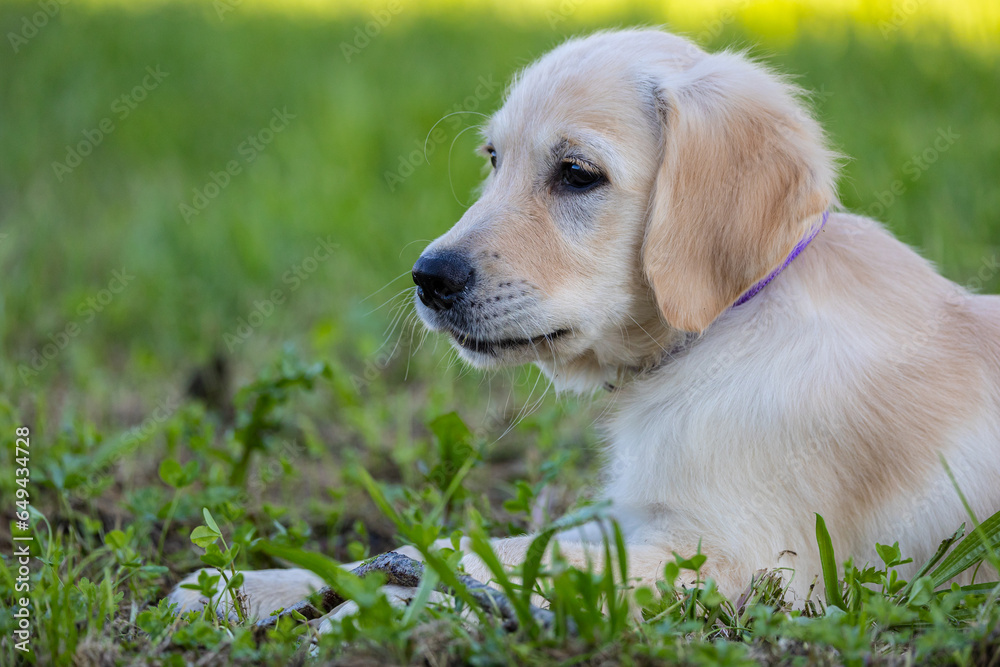 Dexter, the new member of the family, Golden Retriever puppy Dexter, the new member of the family, Golden Retriever puppy