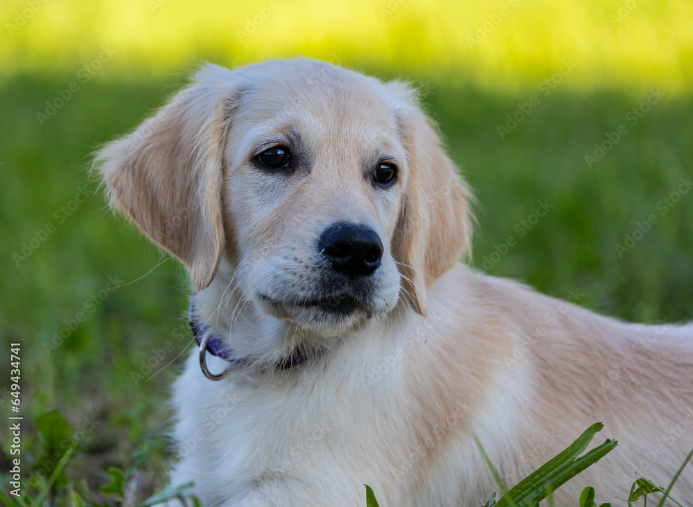 Dexter, the new member of the family, Golden Retriever puppy