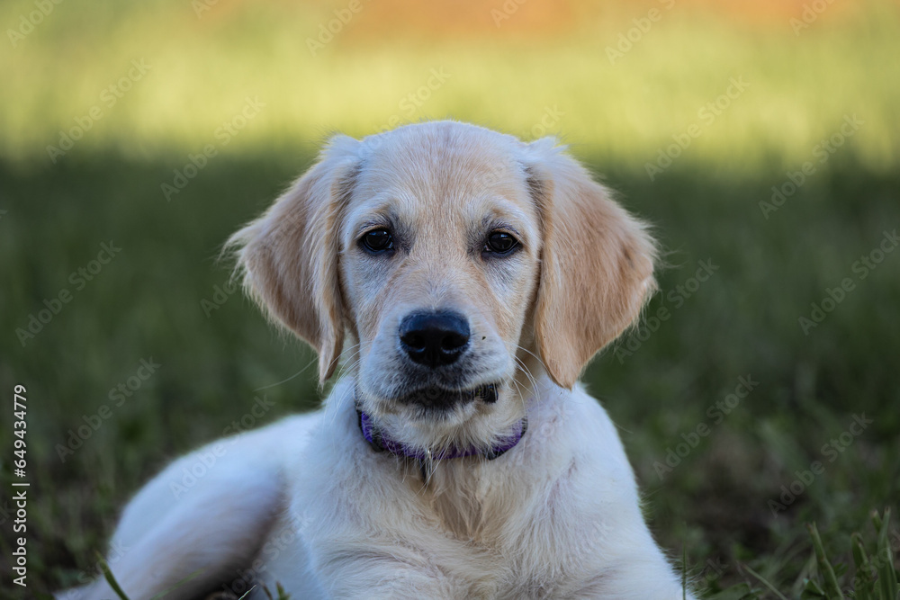 Dexter, the new member of the family, Golden Retriever puppy Dexter, the new member of the family, Golden Retriever puppy