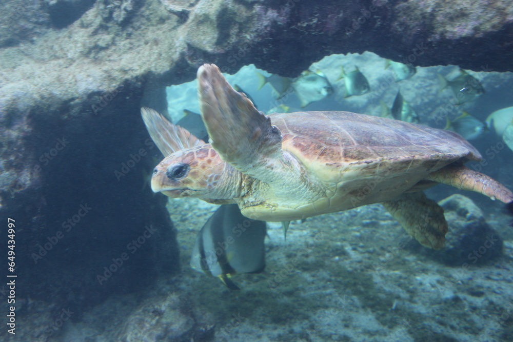 tortue, kelonia, la réunion tortue, kelonia, la réunion