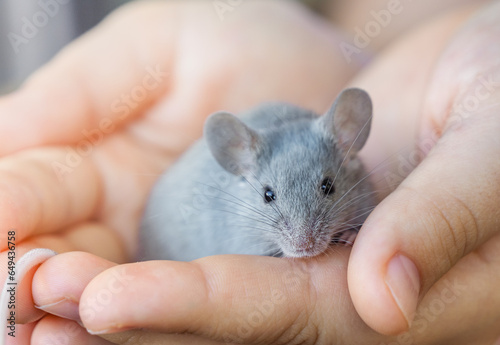 Small gray domestic mouse sits on a person's hand. Contact and interaction between humans and animals. Caring for pets. Fancy mouse, decorative mouse