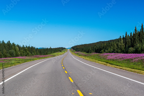 Purple Fireweed blooms line road along Alaska Highway through Northern British Columbia, Canada