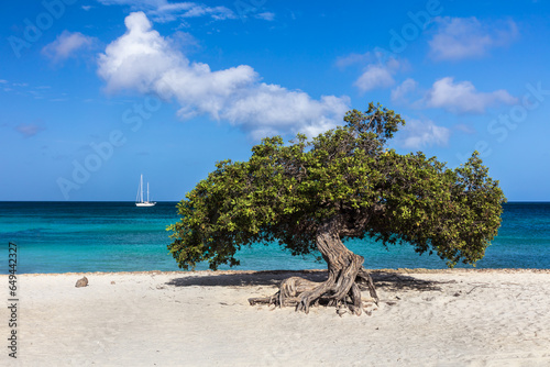 Famous Fofoti tree (Conocarpus erectus) on Eagle Beach in Aruba. Vivid blue and emerald green ocean with sailboat in background. Blue cloudy sky above. 
 photo
