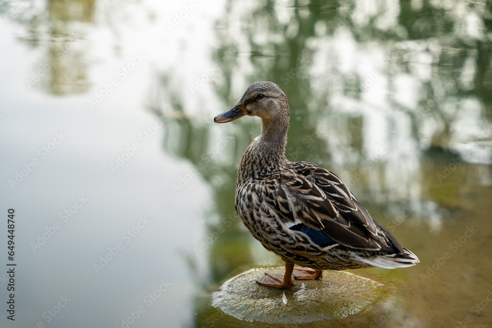Mallard or wild duck Anas platyrhynchos female stands on a stone in a local lake. Beautiful waterfowl. Close up Mallard or wild duck Anas platyrhynchos female stands on a stone in a local lake. Beautiful waterfowl. Close up