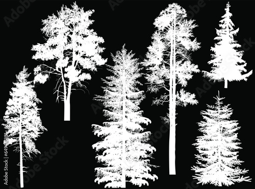 six evergreen trees set isolated on black background