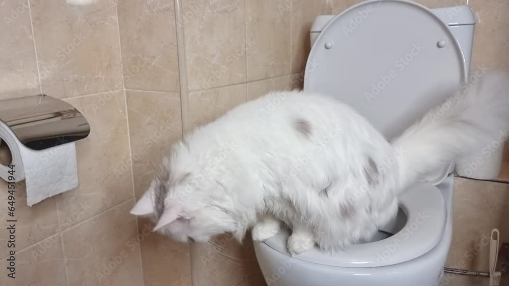 Smart cat peeing in the toilet, cat on the toilet, cat taking a toilet