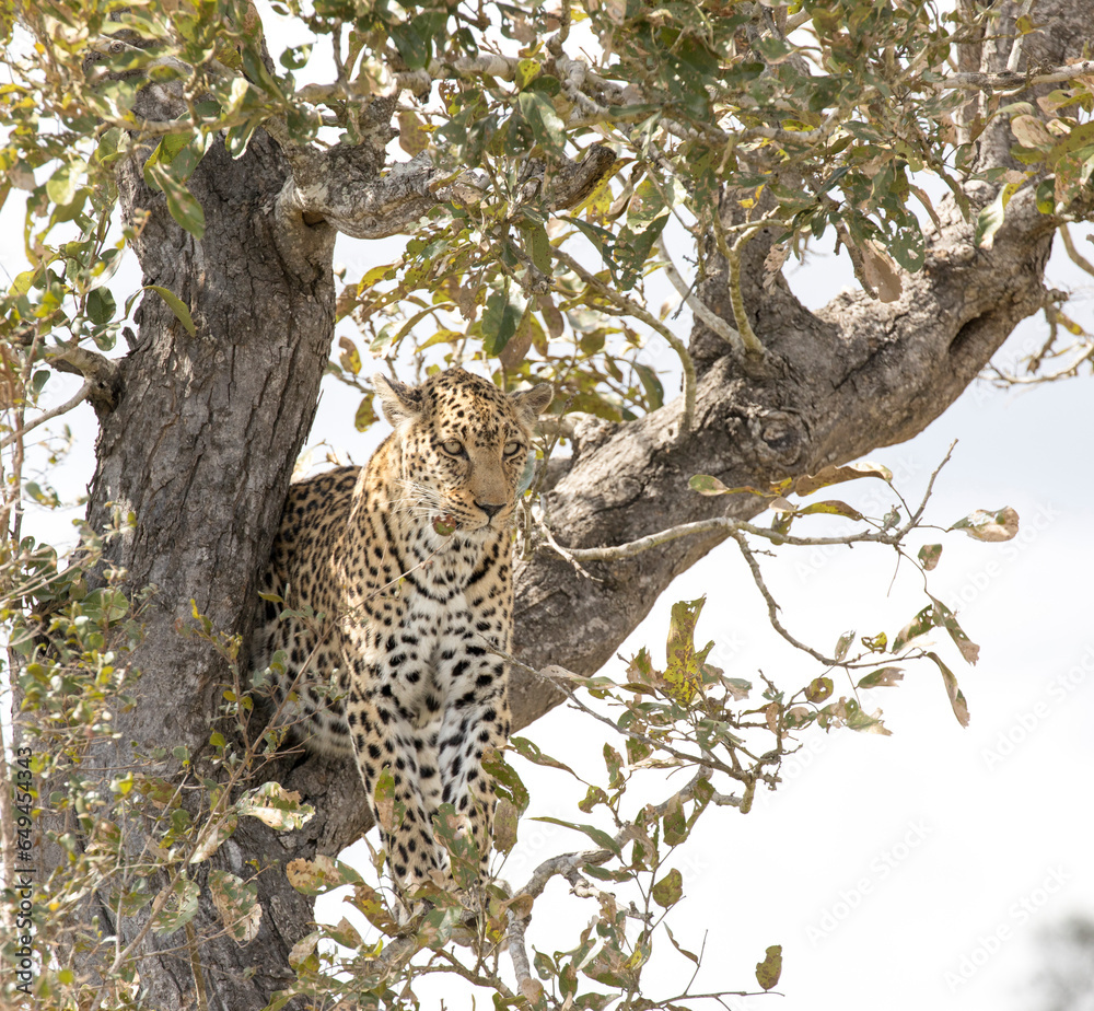 Obraz premium A view of leopard on a tree