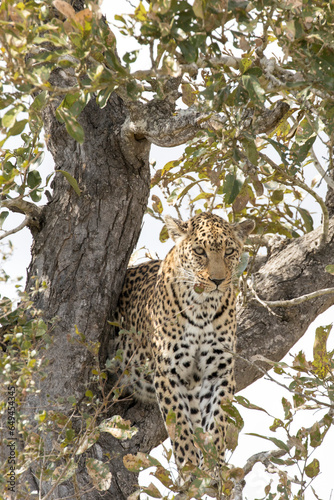 A view of leopard on a tree