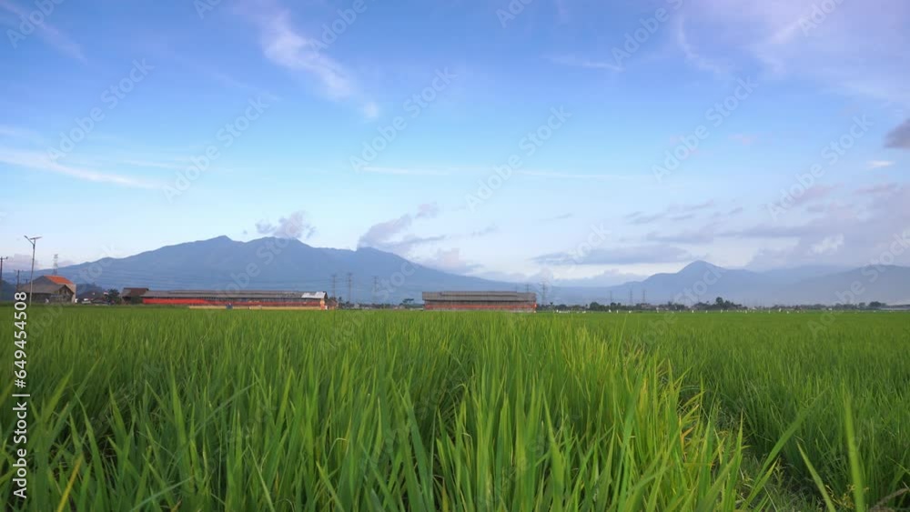 rural views, green rice fields and mountains in south Bandung.