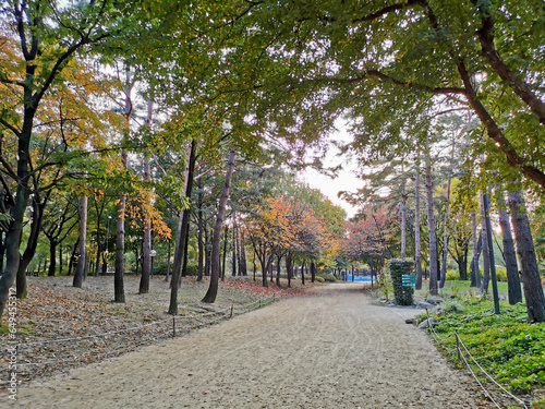 SEOUL, SOUTH KOREA - OCTOBER 27, 2022: Small dirt walkway and Fall maple leaves foliage in orange and green colour in deep forest of Autumn in Seoul Forest park in Seongdong-Gu area.