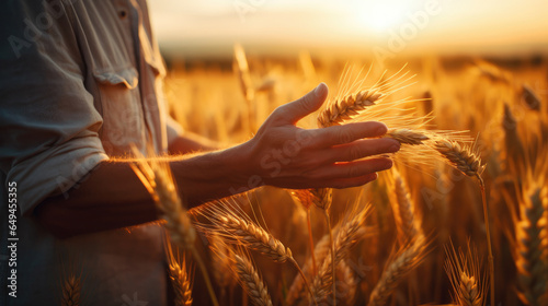 Obraz na płótnie The hands of an experienced farmer touch the ears of ripened wheat in a sunset wheat field