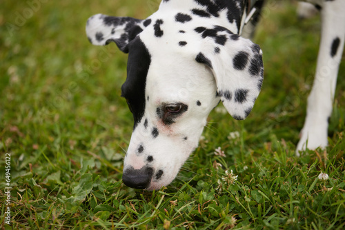 portrait of a Dalmatian dog in the park on a sunny day. dog care concept